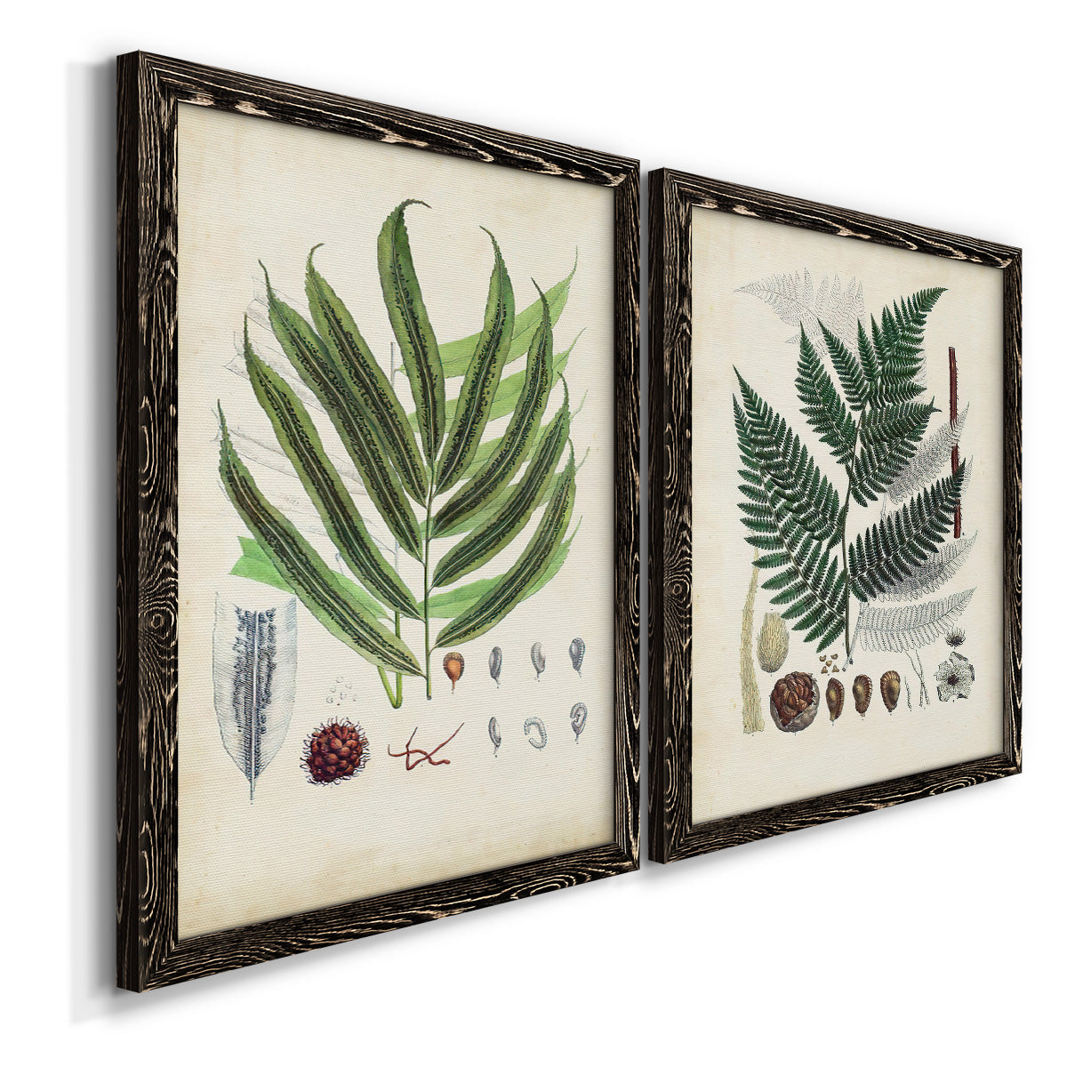 Collected Ferns III - Premium Framed Canvas 2 Piece Set - Ready to Hang