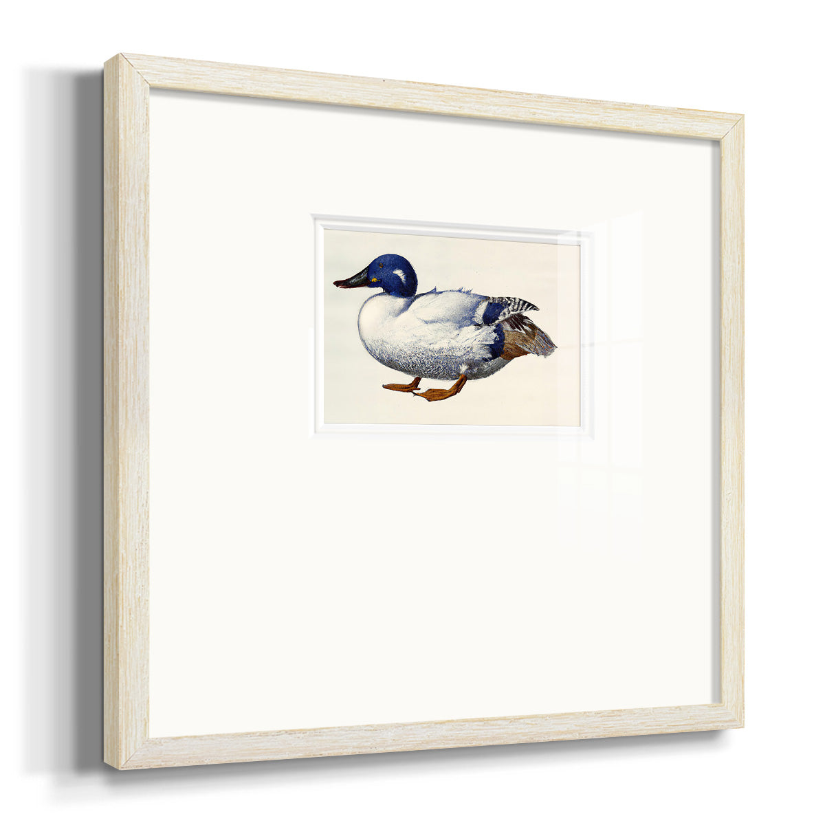 White and Blue Mallard Premium Framed Print Double Matboard