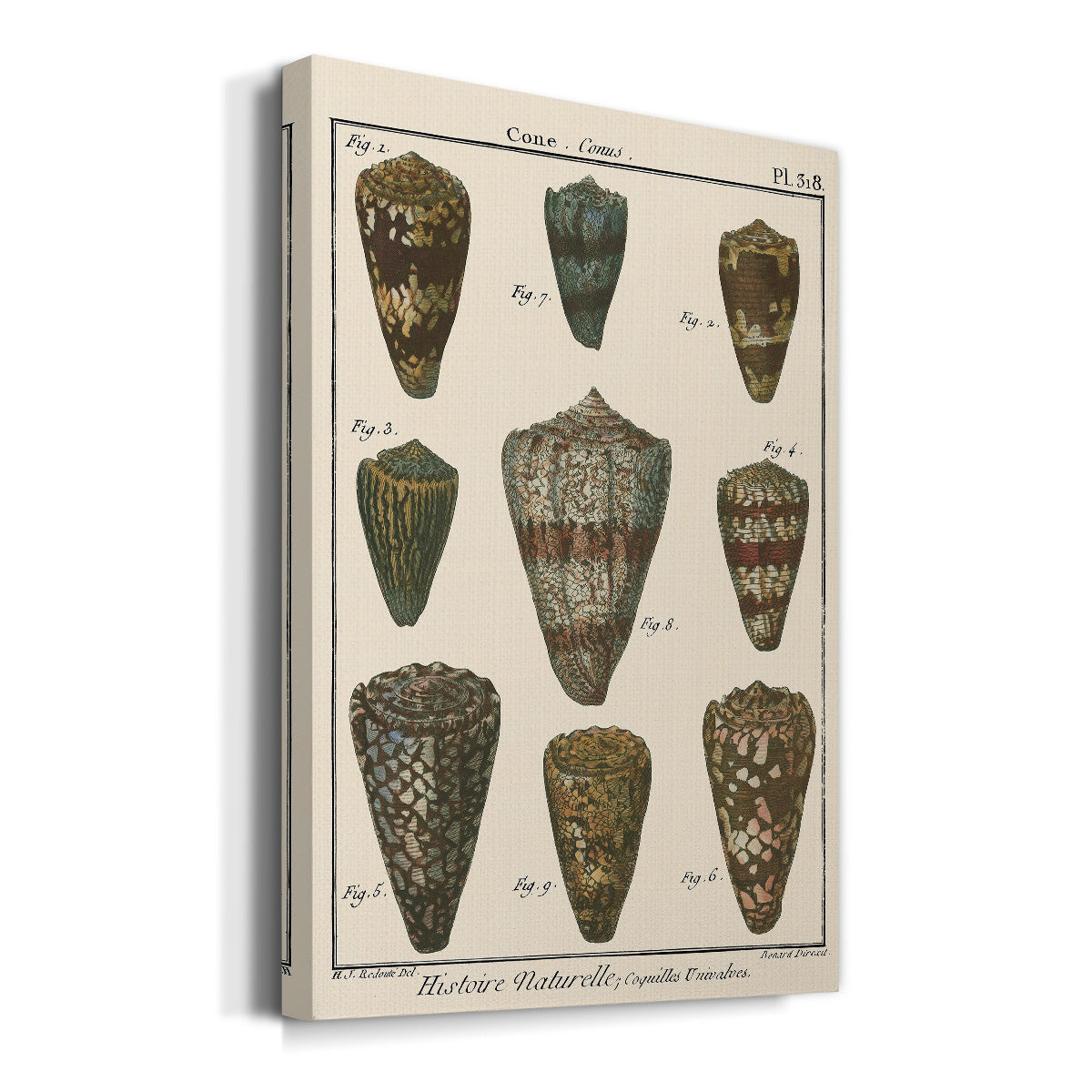 Cone Shell pl. 318 Premium Gallery Wrapped Canvas - Ready to Hang