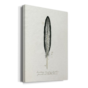 Found Feather II - Canvas Art Print
