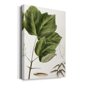 Drummond's Maple - Canvas Art Print