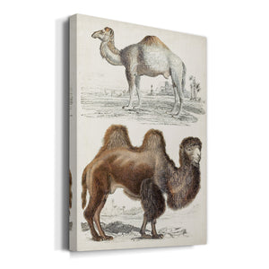 Journal of Natural History III - Canvas Art Print