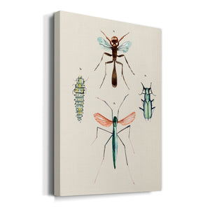 Insect Varieties III - Canvas Art Print