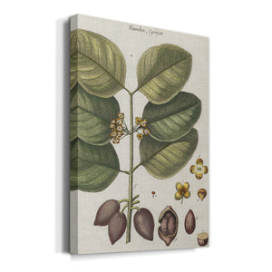 Exotic Botanique II - Canvas Art Print