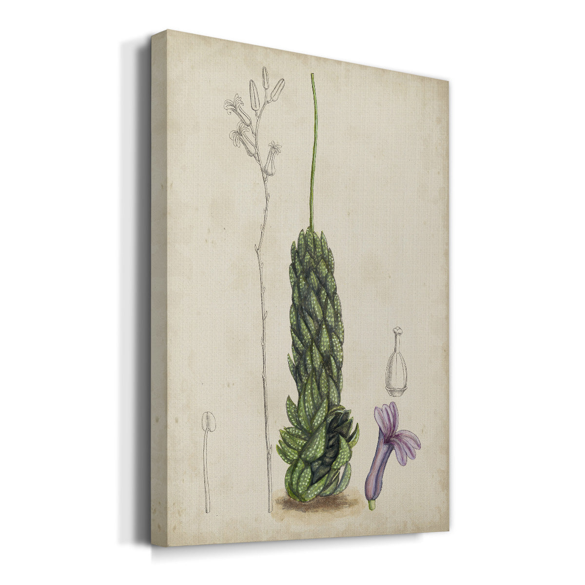 Antique Cactus IV Premium Gallery Wrapped Canvas - Ready to Hang