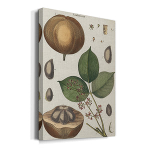 Exotic Botanique III - Canvas Art Print