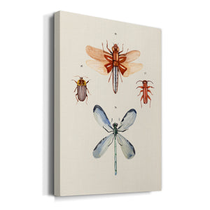 Insect Varieties IV - Canvas Art Print