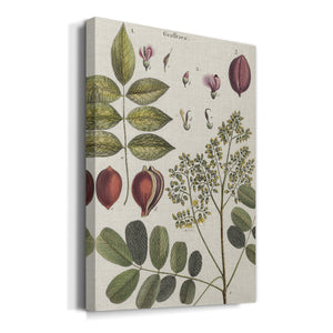 Exotic Botanique I - Canvas Art Print