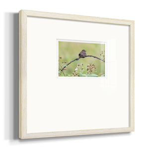 Resting Sparrow- Premium Framed Print Double Matboard