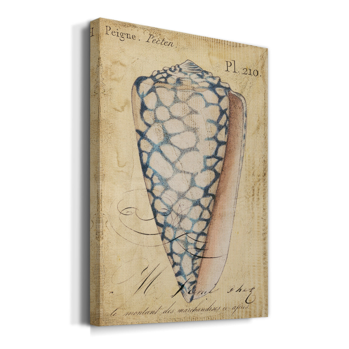 Seashell Ephemera IV Premium Gallery Wrapped Canvas - Ready to Hang
