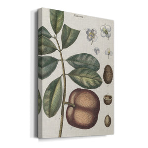 Exotic Botanique IV - Canvas Art Print