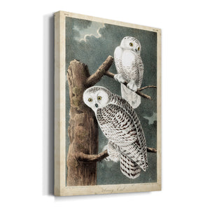 Audubons Snowy Owl Premium Gallery Wrapped Canvas - Ready to Hang