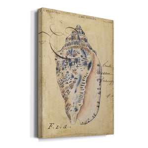 Seashell Ephemera I - Canvas Art Print
