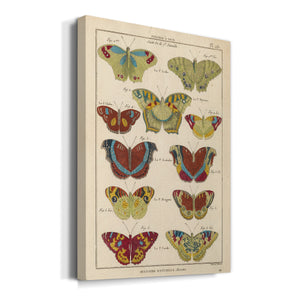 Histoire Naturelle Butterflies V - Canvas Art Print