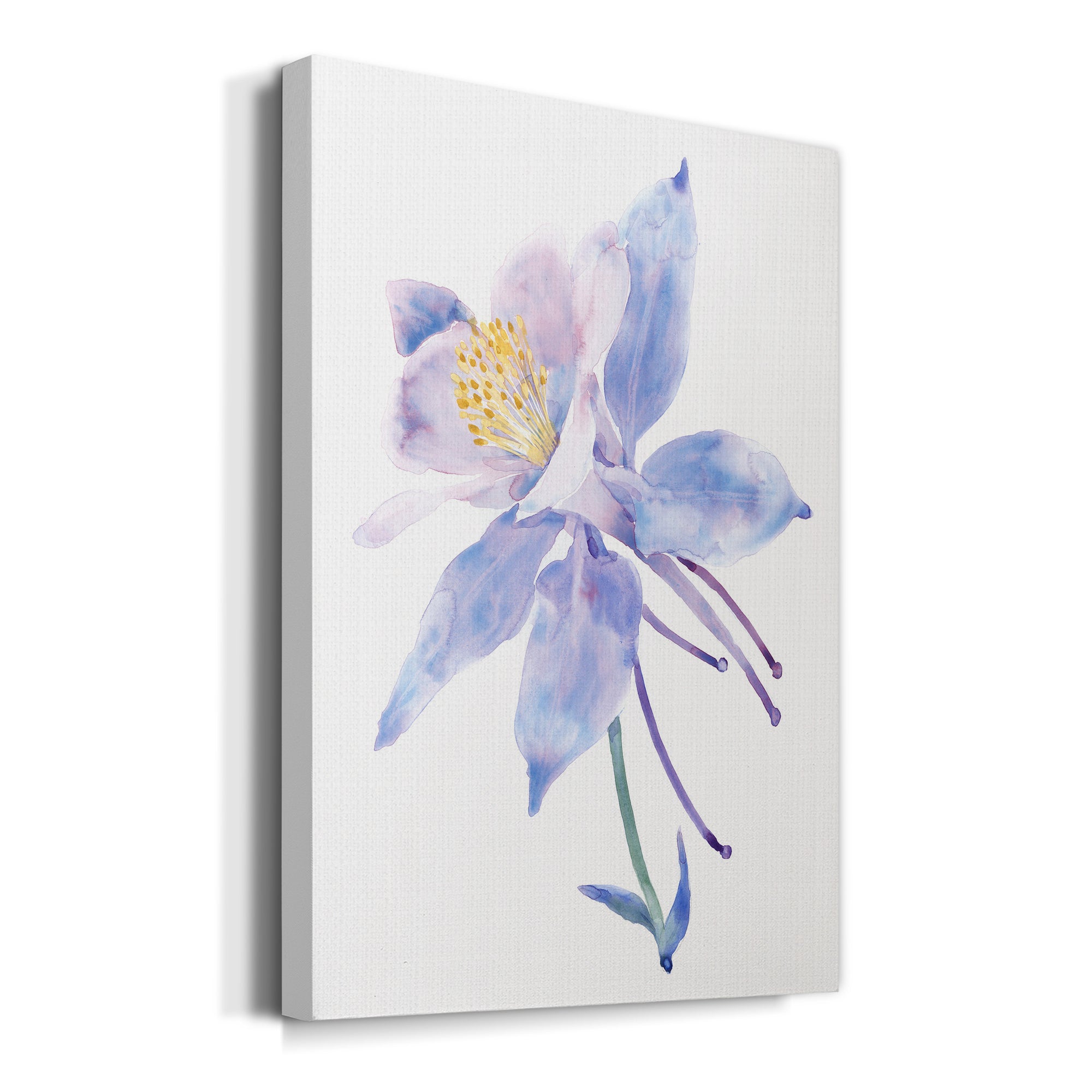Columbine Bloom II Premium Gallery Wrapped Canvas - Ready to Hang