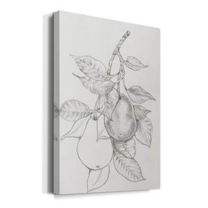 Fruit-Bearing Branch III - Canvas Art Print