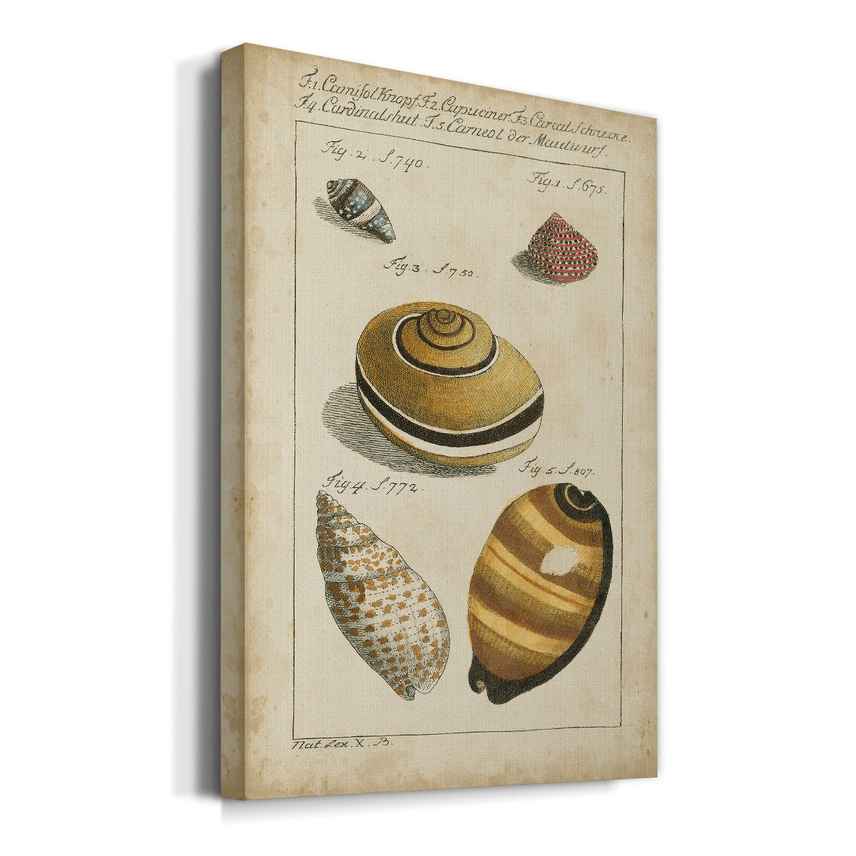 Vintage Shell Study IV Premium Gallery Wrapped Canvas - Ready to Hang
