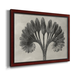 Blossfeldt Botanical VII Premium Framed Canvas- Ready to Hang