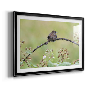 Resting Sparrow - Modern Framed Art Print