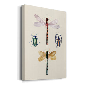 Insect Varieties I - Canvas Art Print