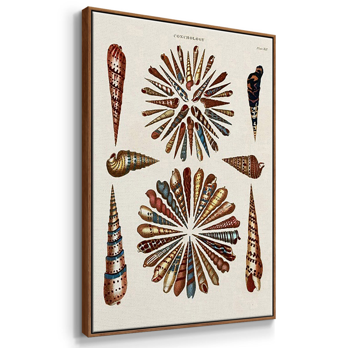 Spiral Shell Formation I - Framed Premium Gallery Wrapped Canvas L Frame 3 Piece Set - Ready to Hang