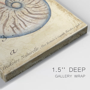 Seashell Ephemera II Premium Gallery Wrapped Canvas - Ready to Hang