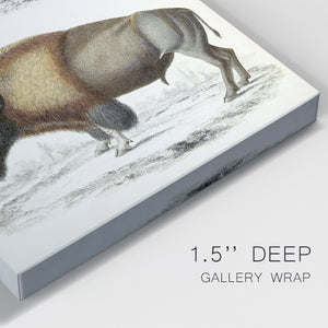 Journal of Natural History VII - Canvas Art Print