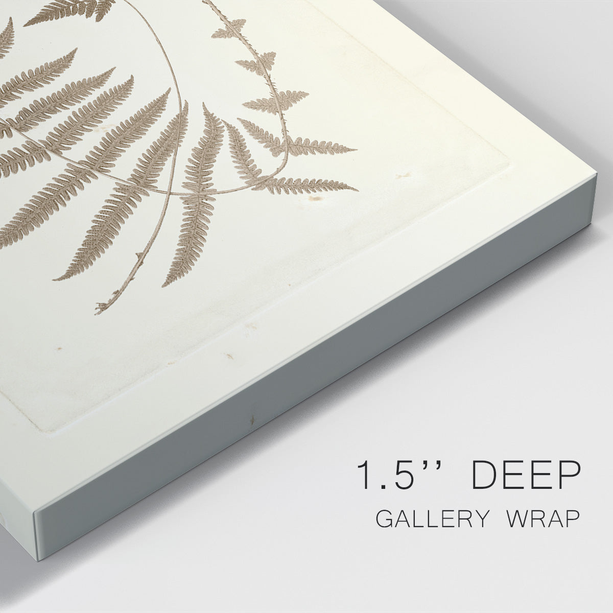 Sepia Ferns V Premium Gallery Wrapped Canvas - Ready to Hang