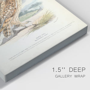 Hawk Owl Premium Gallery Wrapped Canvas - Ready to Hang