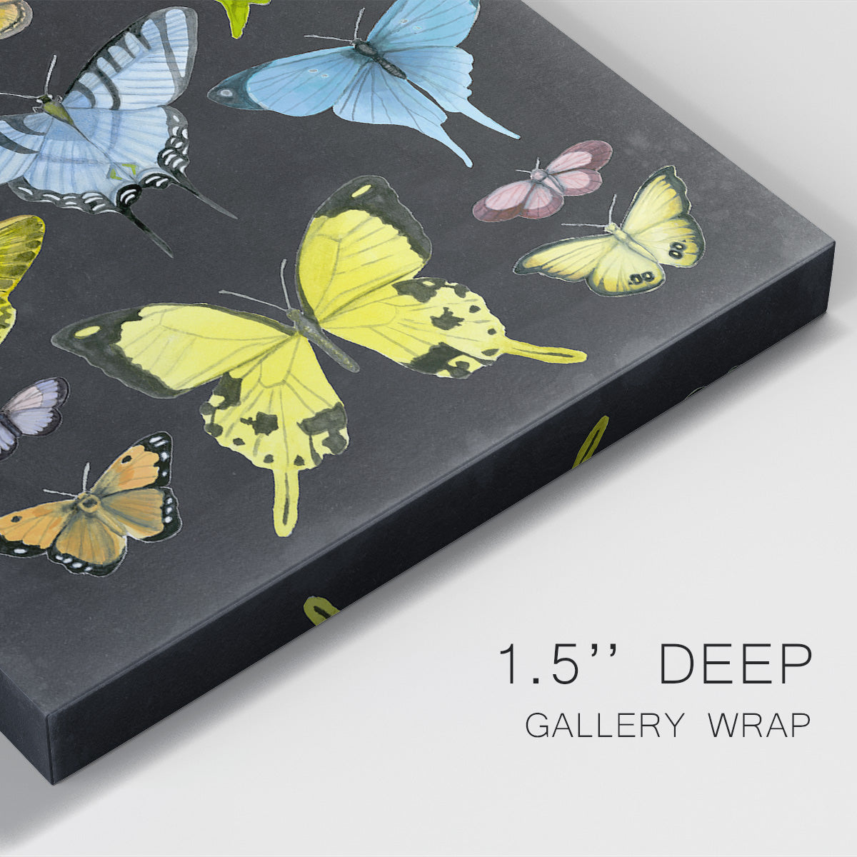 Graphic Butterfly Taxonomy II Premium Gallery Wrapped Canvas - Ready to Hang