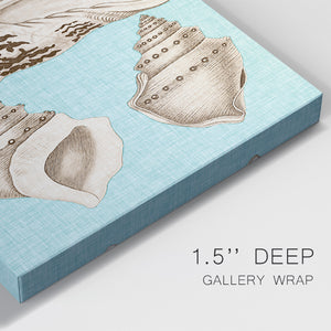 Sepia & Aqua Shells IV Premium Gallery Wrapped Canvas - Ready to Hang