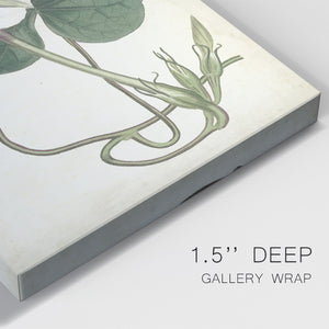 Ivory Garden III Premium Gallery Wrapped Canvas - Ready to Hang