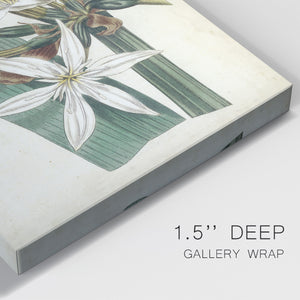 Ivory Garden VI Premium Gallery Wrapped Canvas - Ready to Hang