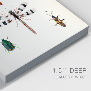 Insect Varieties II - Canvas Art Print