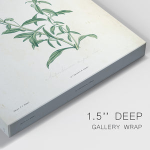 Traditional Botanical I Premium Gallery Wrapped Canvas - Ready to Hang