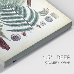 Collected Ferns I Premium Gallery Wrapped Canvas - Ready to Hang