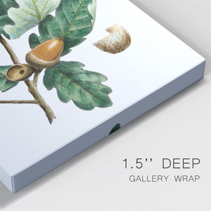 Douglas Oak - Canvas Art Print