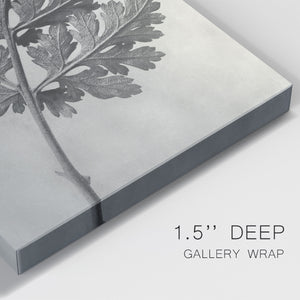Blossfeldt Botanical III Premium Gallery Wrapped Canvas - Ready to Hang