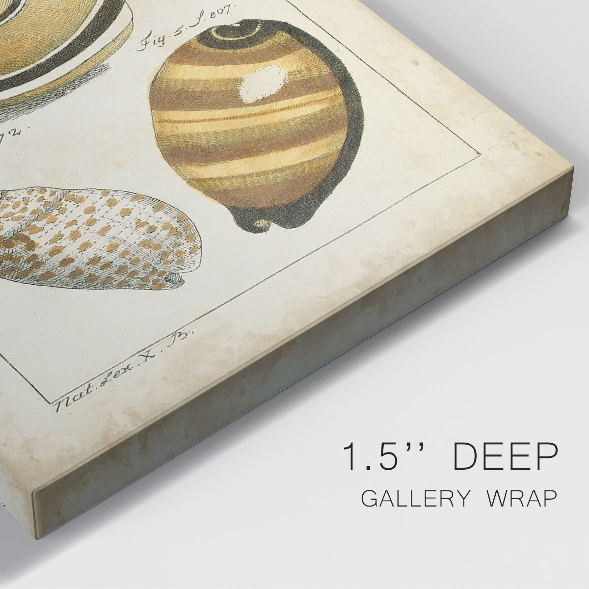 Vintage Shell Study IV Premium Gallery Wrapped Canvas - Ready to Hang