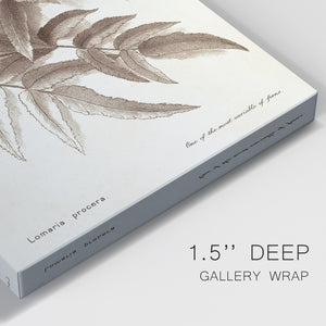 Sepia Fern Varieties IV Premium Gallery Wrapped Canvas - Ready to Hang