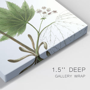 Broad Leafed Maple Premium Gallery Wrapped Canvas - Ready to Hang