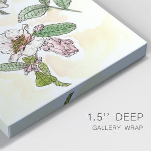 Camellia Study - Canvas Art Print