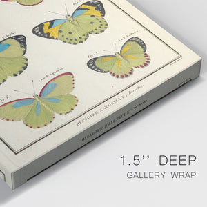 Histoire Naturelle Butterflies II - Canvas Art Print