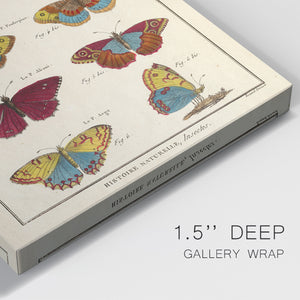 Histoire Naturelle Butterflies IV - Canvas Art Print