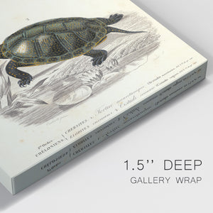 Antique Turtle Duo II Premium Gallery Wrapped Canvas - Ready to Hang