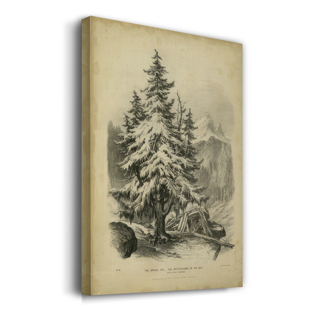 The Spruce - Gallery Wrapped Canvas