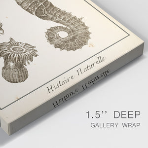 Seahorse Study II - Canvas Art Print