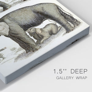 Journal of Natural History IV - Canvas Art Print