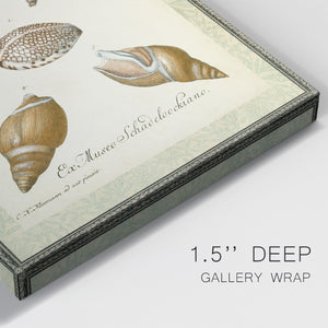 Bookplate Shells VIII Premium Gallery Wrapped Canvas - Ready to Hang