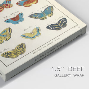 Histoire Naturelle Butterflies I - Canvas Art Print